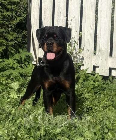 Собаки в других городах Ленинградской области: Подрощенный щенок ротвейлера Мальчик, 60 000 руб. - фото 3