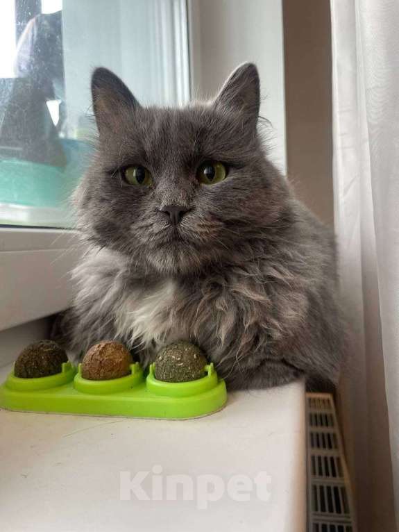 Кошки в Москве: Котенок Сапсан ищет дом Мальчик, Бесплатно - фото 4