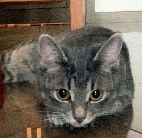 Кошки в Москве: Полосатая глазастая кошечка Алиса! Девочка, Бесплатно - фото 1