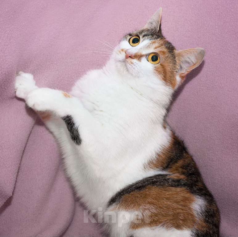 Кошки в Москве: Трехцветная Снегурочка мечтает о чуде! Ей очень хочется стать любимой Девочка, Бесплатно - фото 3