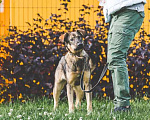 Собаки в Подольске: Собачка Малинка ищет дом и любящих хозяев. Девочка, Бесплатно - фото 5