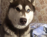 Собаки в Иваново: Хаски на вязку, 100 руб. - фото 3
