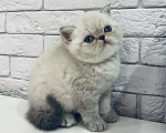 Кошки в Болхове: Супер Экзот Блю-пойнт, 25 000 руб. - фото 3