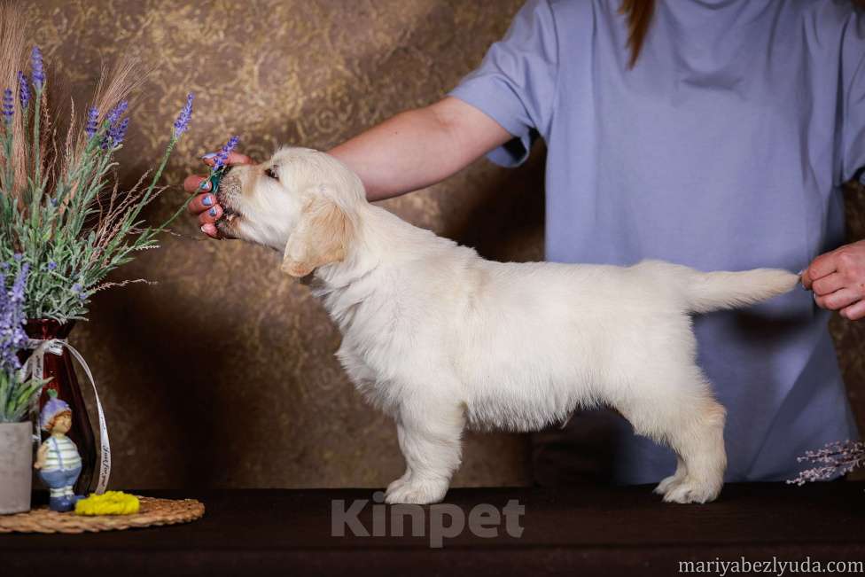 Собаки в Москве: Золотистого ретривера щенок Мальчик, 90 000 руб. - фото 3