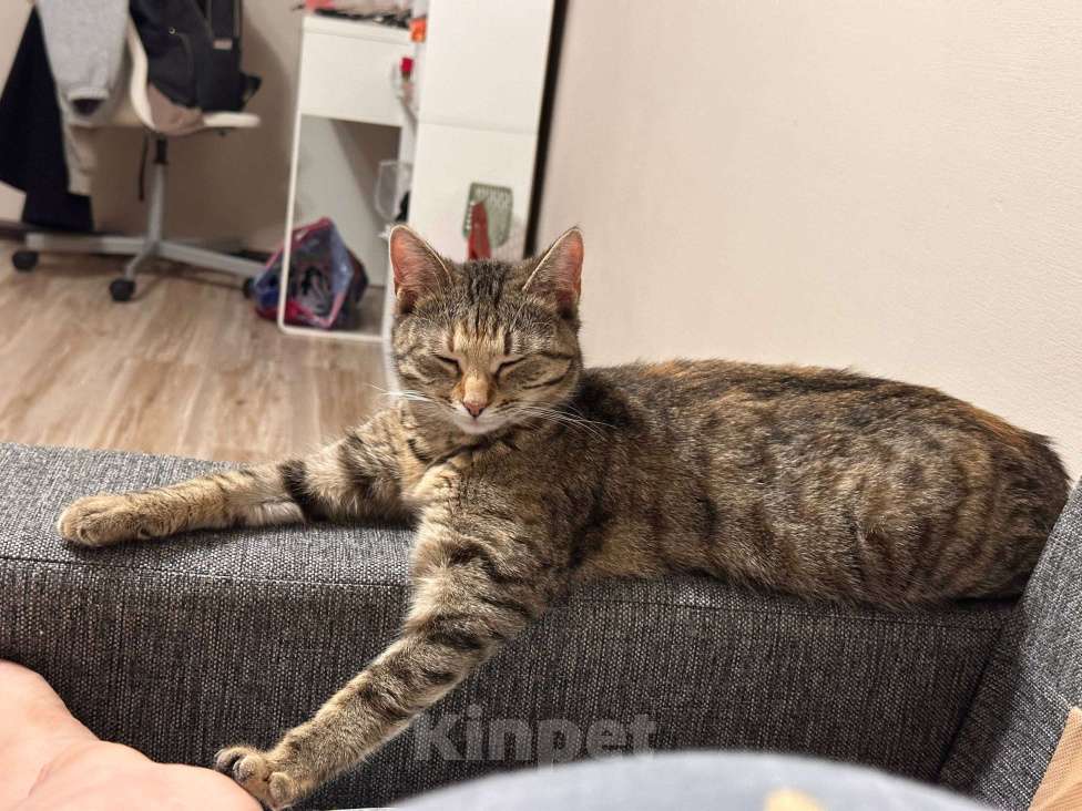 Кошки в Санкт-Петербурге: Кошечка с изюминкой Девочка, Бесплатно - фото 9