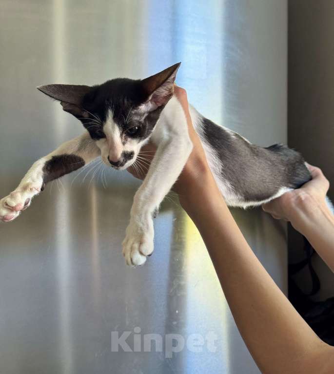 Кошки в Краснодаре: Ориентальный котенок Мальчик, Бесплатно - фото 4