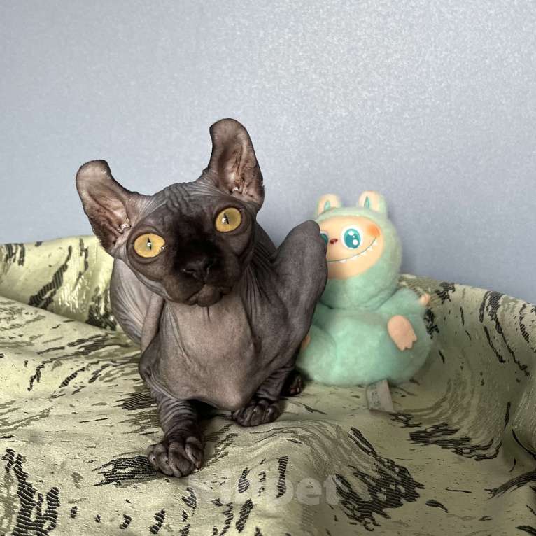 Кошки в Москве: Канадский сфинкс Эльф Девочка, 20 000 руб. - фото 5