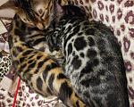 Кошки в Санкт-Петербурге: Бенгальский котенок,мальчик 2 мес Мальчик, 25 000 руб. - фото 4