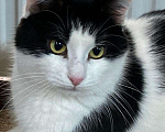 Кошки в Москве: Стеснительный котик Йохан  Мальчик, 50 руб. - фото 1