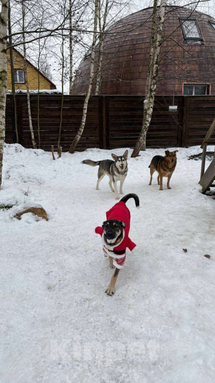 Собаки в Люберцах: Ласковая девочка Девочка, Бесплатно - фото 4