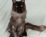 Кошки в Санкт-Петербурге: Мальчик полидакт черный дым Мальчик, 100 000 руб. - фото 4