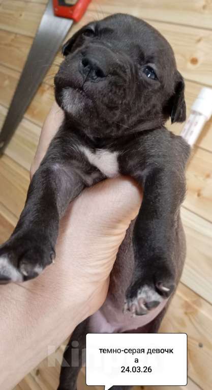 Собаки в других городах Московской области: Американский питбультерьер щенок девочка Девочка, 35 000 руб. - фото 2