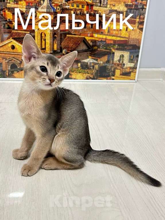 Кошки в Москве: Абиссинский котенок  Мальчик, 50 000 руб. - фото 2
