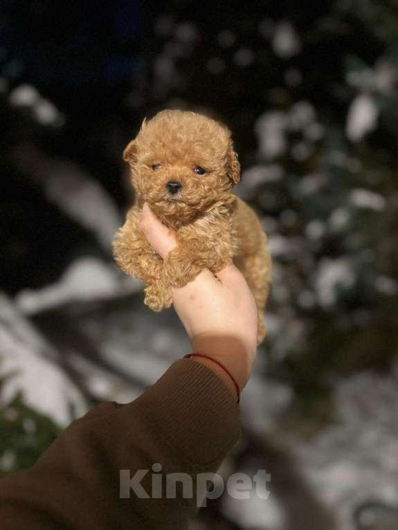 Собаки в Самаре: Кукольные мальтипу Девочка, 70 000 руб. - фото 4