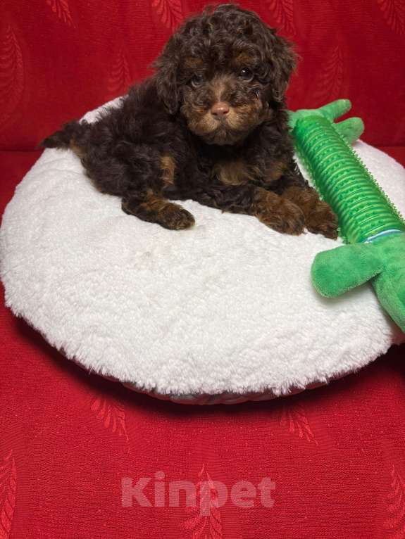 Собаки в Москве: Той  пудель-   Мальчик  той Мальчик, 43 000 руб. - фото 2