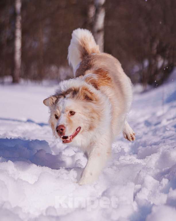 Собаки в Москве: Ищет дом красивый мальчик по кличке Беляшик Мальчик, Бесплатно - фото 7