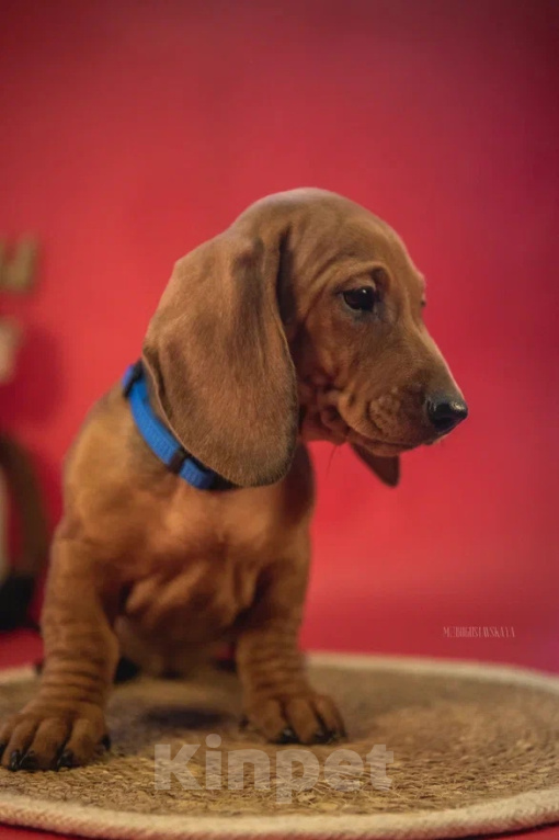 Собаки в Мурманске: такса стандартная гладкошерстная Девочка, 40 000 руб. - фото 2