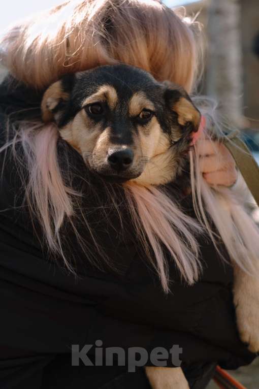 Собаки в Санкт-Петербурге: Эбби из приюта в добрые руки Девочка, Бесплатно - фото 3