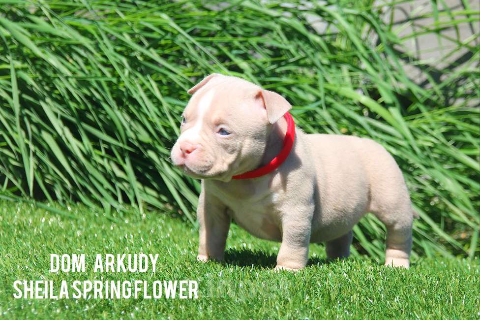 Собаки в Саратове: Красотка Американского булли  Девочка, 100 000 руб. - фото 2