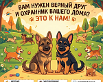 Собаки в Костроме: продаём щенков немецкой овчарки Разнополые, 20 000 руб. - фото 8