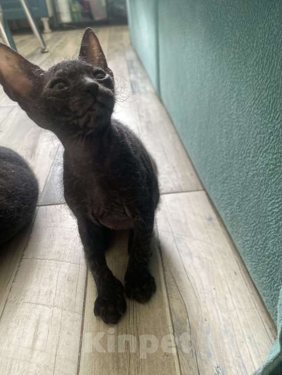 Кошки в Сочи: Продаются котята сфинкс Браш Девочка, 10 000 руб. - фото 7
