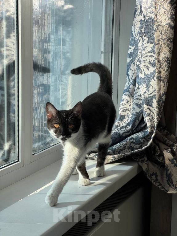 Кошки в Королеве: котенок Пчёлка в добрые руки Девочка, Бесплатно - фото 6