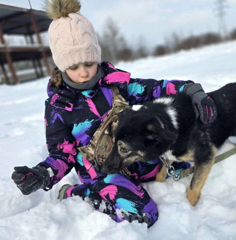 Собаки в Королеве: Нуара. Приют Зоодом, г. Королев. Девочка, Бесплатно - фото 7