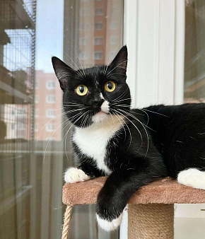 В дар кошечка Рокси - нежность и ласка