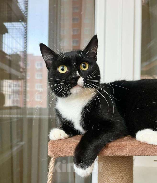 Кошки в Москве: В дар кошечка Рокси - нежность и ласка Девочка, Бесплатно - фото 1