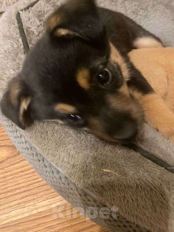 Собаки в Москве: Щенок Эшли 2 месяца ждет мам и пап Девочка, Бесплатно - фото 7