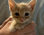 Кошки в Ульяновске: котята ищут самый лучший дом и любящих хозяев! Мальчик, Бесплатно - фото 2