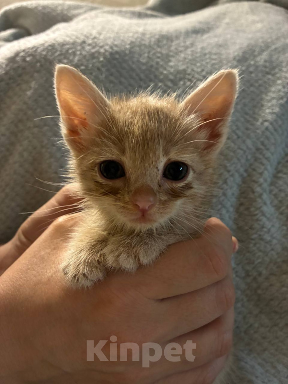 Кошки в Ульяновске: котята ищут самый лучший дом и любящих хозяев! Мальчик, Бесплатно - фото 2