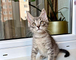 Кошки в Москве: Трогательный котенок Крендель в добрые руки Мальчик, Бесплатно - фото 4