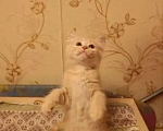 Кошки в Красногорске: Отдам котят рыжих Девочка, Бесплатно - фото 2