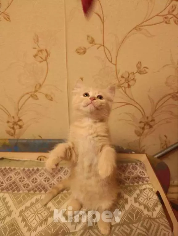 Кошки в Красногорске: Отдам котят рыжих Девочка, Бесплатно - фото 2