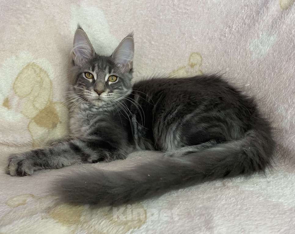 Кошки в Дмитрове: Голубая мраморная девочка мейн кун Zamira Девочка, 20 000 руб. - фото 5