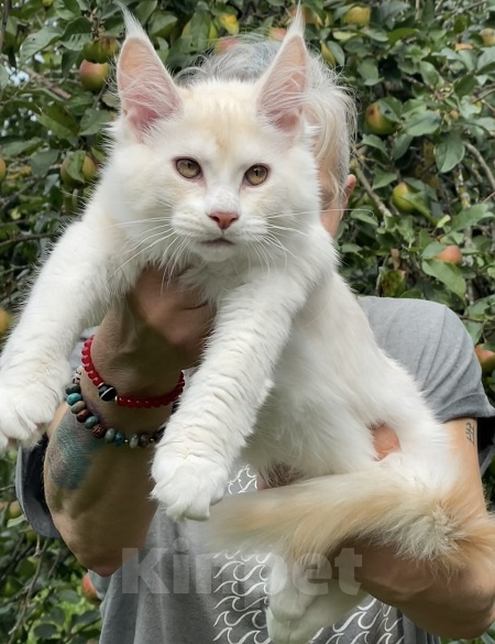 Кошки в других городах Ленинградской области: Котята мейн кун Разнополые, 20 000 руб. - фото 5