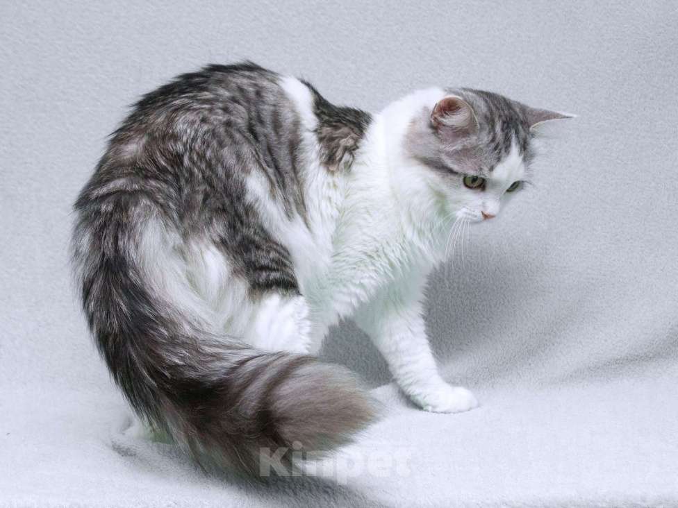 Кошки в Москве: Серебристый кот Витюша с роскошным хвостом в дар Мальчик, 1 руб. - фото 7