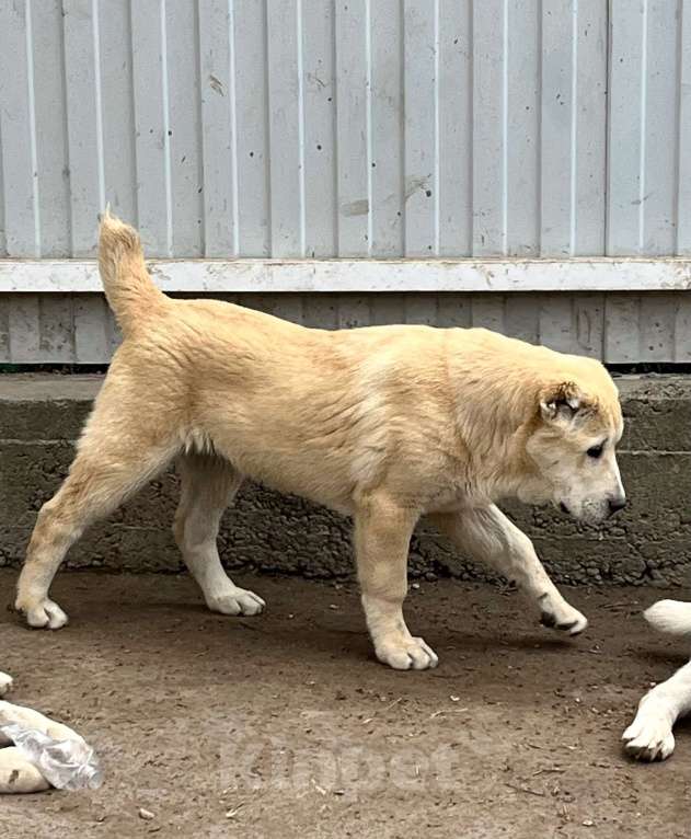 Собаки в Москве: Девочка среднеазиатской овчарки  Девочка, 60 000 руб. - фото 2