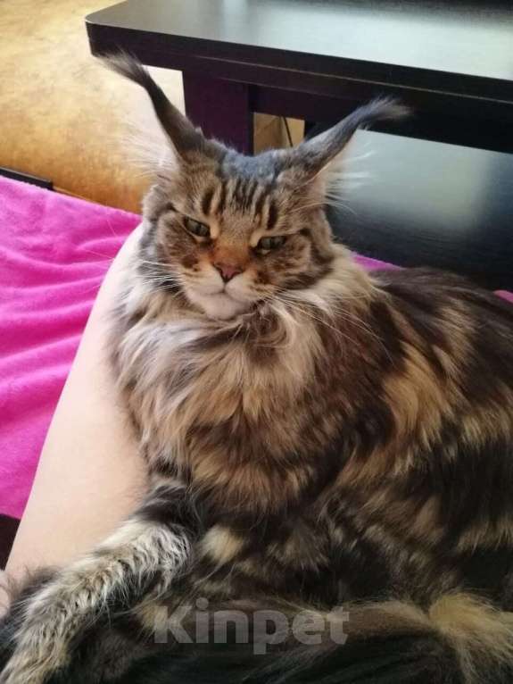 Кошки в Москве: Кошечки мейн кун  Девочка, 55 000 руб. - фото 3