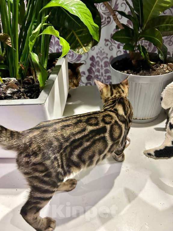 Кошки в Роднике: Бенгальский мальчик Мальчик, Бесплатно - фото 6