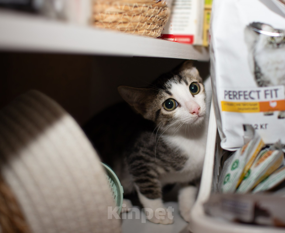 Кошки в Москве: Абиссинские котята Мальчик, Бесплатно - фото 9