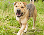 Собаки в Ногинске: Метис шарпея Шарон в поиске дома Мальчик, Бесплатно - фото 2