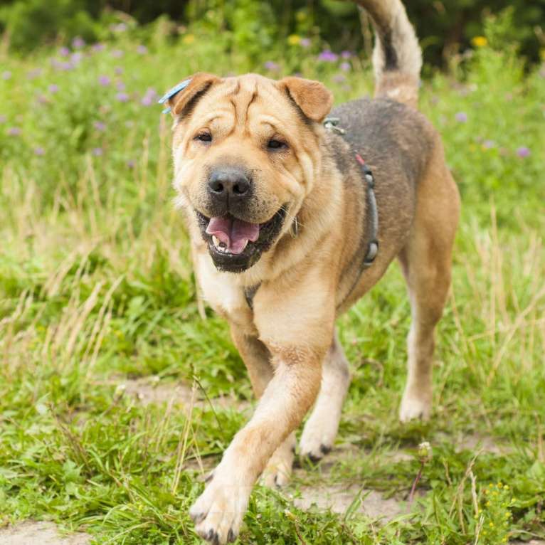 Собаки в Ногинске: Метис шарпея Шарон в поиске дома Мальчик, Бесплатно - фото 2