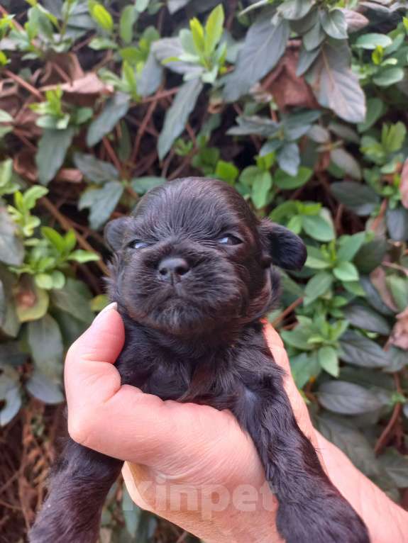 Собаки в Краснодаре: Мальтипу Девочка, Бесплатно - фото 5