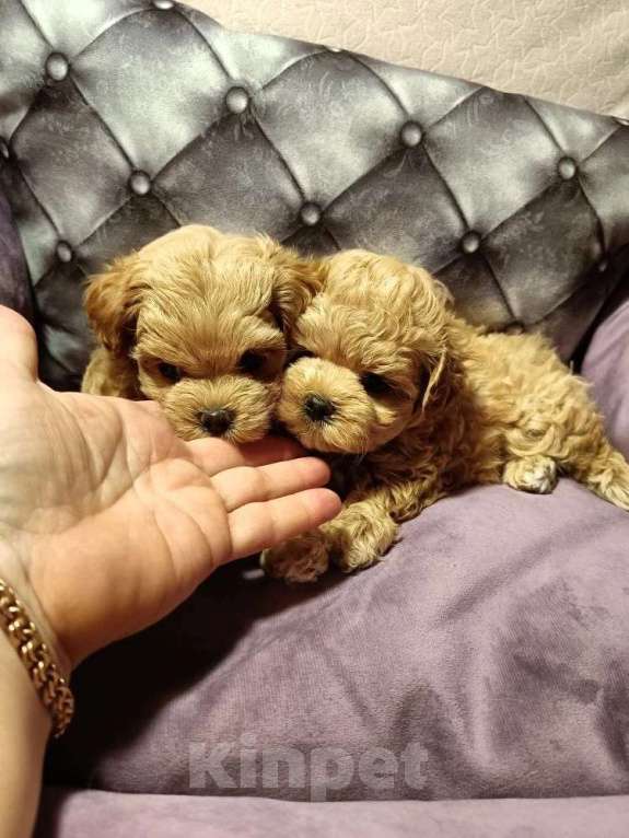 Собаки в Екатеринбурге: Мальтипу f1 Мальчик, 100 000 руб. - фото 4