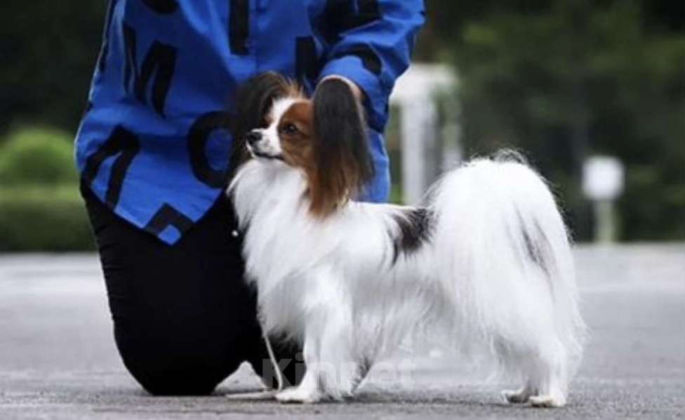 Собаки в Бийске: Щенки Мальчик, 40 000 руб. - фото 4