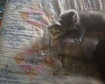 Кошки в Кувандыке: Отдам в добрые руки котенка! Приучен к лотку, не хулиганит, хорошо кушает Мальчик, Бесплатно - фото 3
