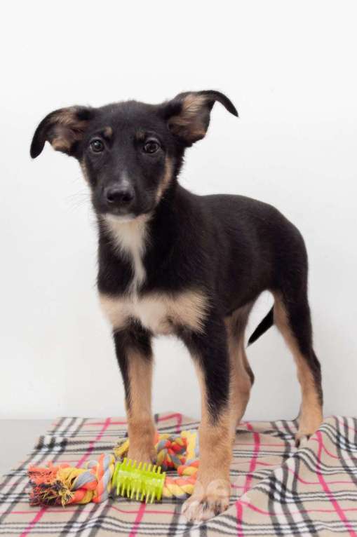 Собаки в Москве: Щенок-девочка в добрые руки Девочка, Бесплатно - фото 3