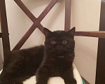 Кошки в Ступино: Шотландская прямоухая (скоттиш страйт) кошка Девочка, Бесплатно - фото 3